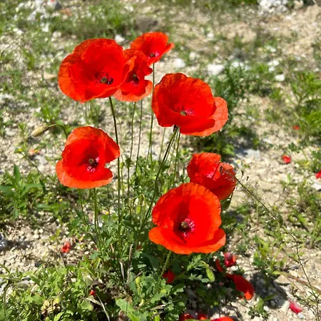 Blue Lagoon Apartment