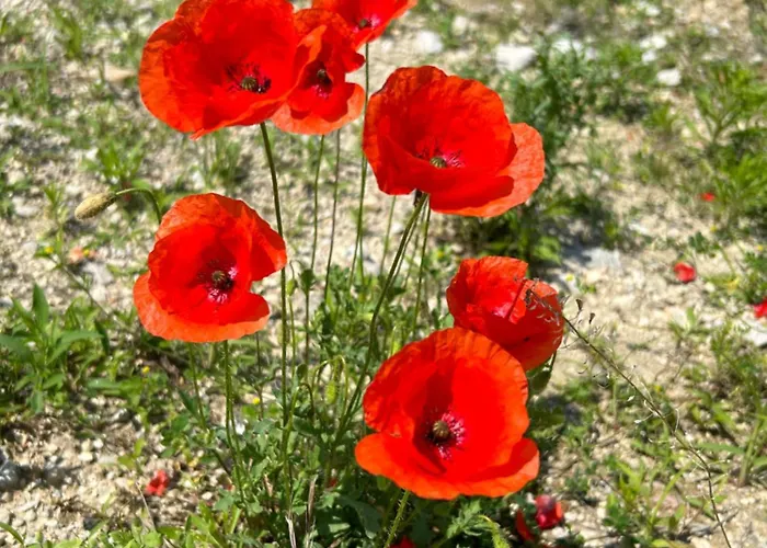 Blue Lagoon Apartment